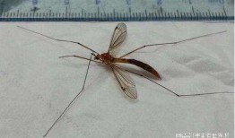 爆料大蚊子的视频,视频爆料背后的惊人真相